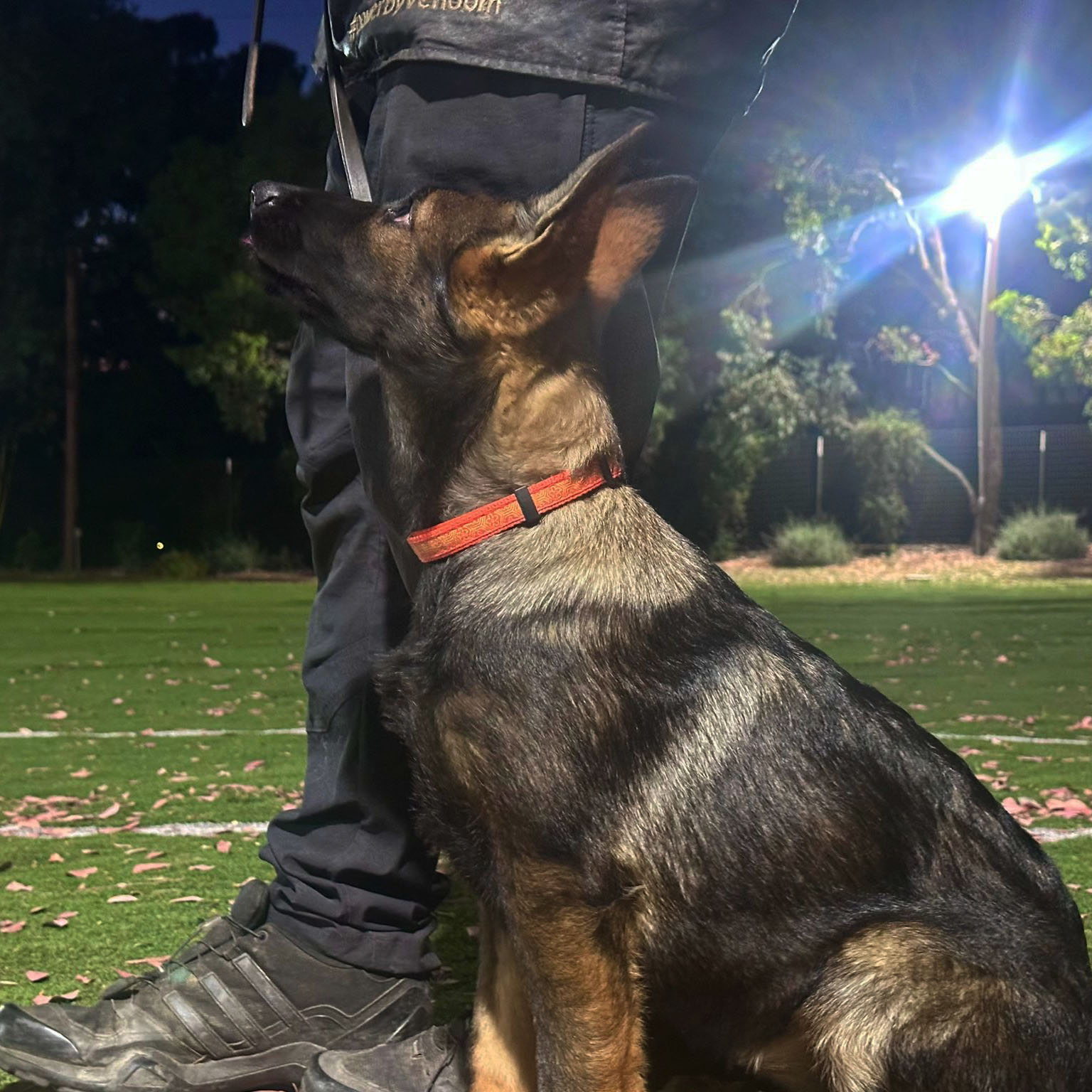 Taylor Made Working Dogs future star2