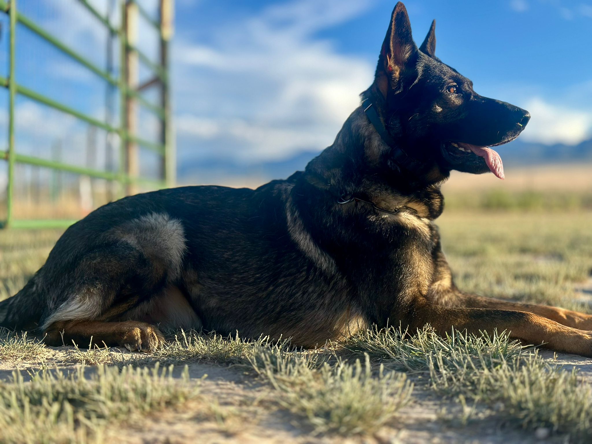 Taylor Made Working Dogs halloffame