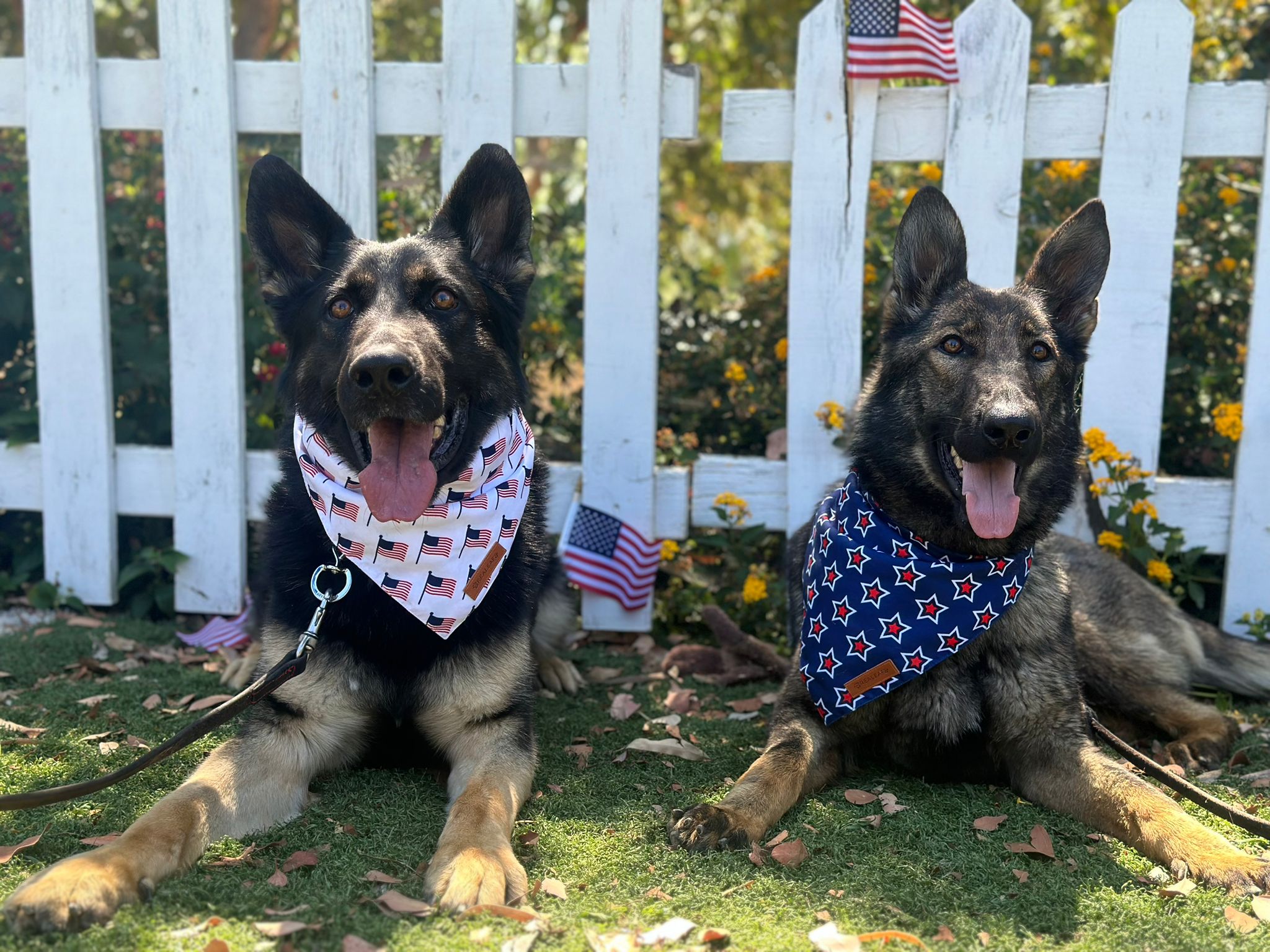 Taylor Made Working Dogs IMG 20240715 WA0007