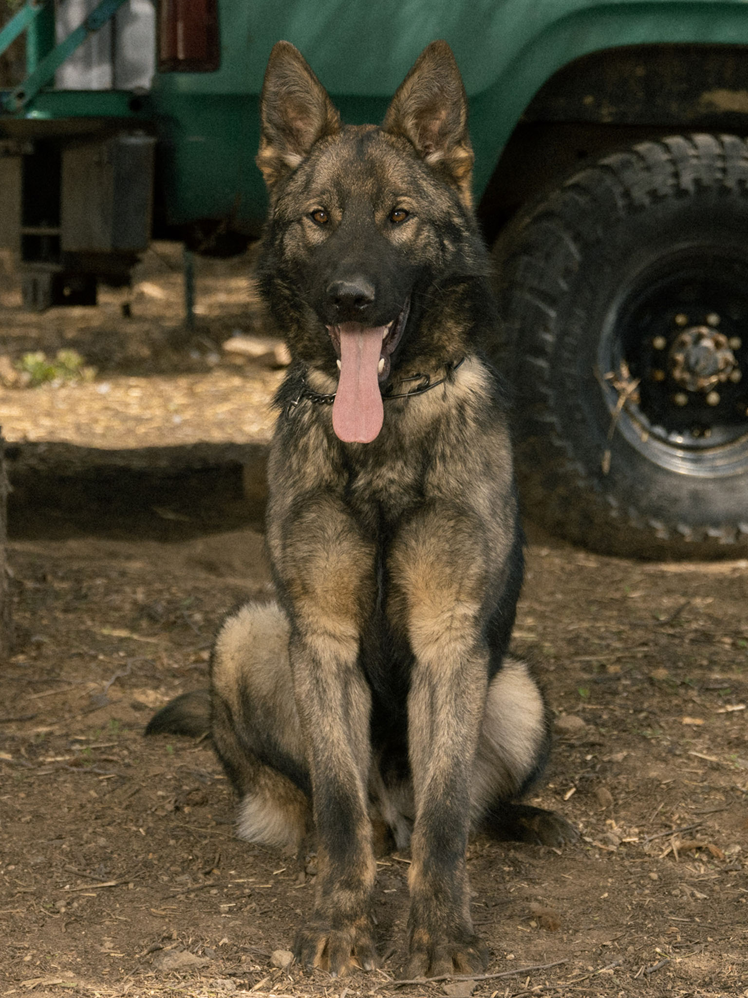 Taylor Made Working Dogs clif02