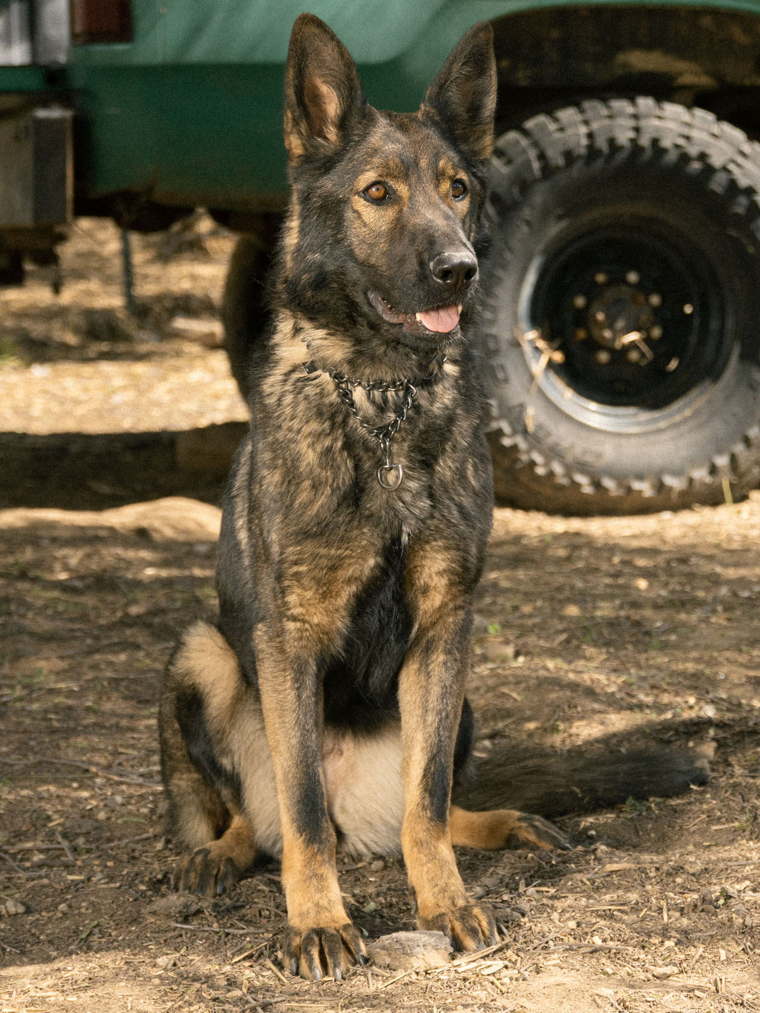 Taylor Made Working Dogs ymhotep03