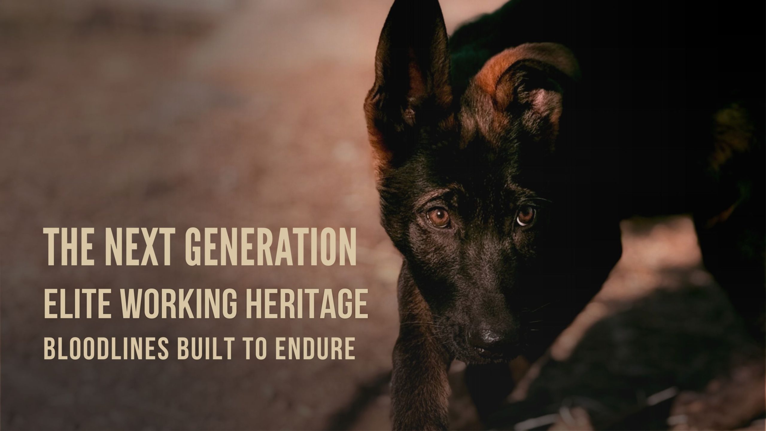 Taylor Made Working Dogs available puppies header scaled