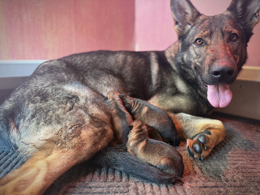 Taylor Made Working Dogs glow puppies