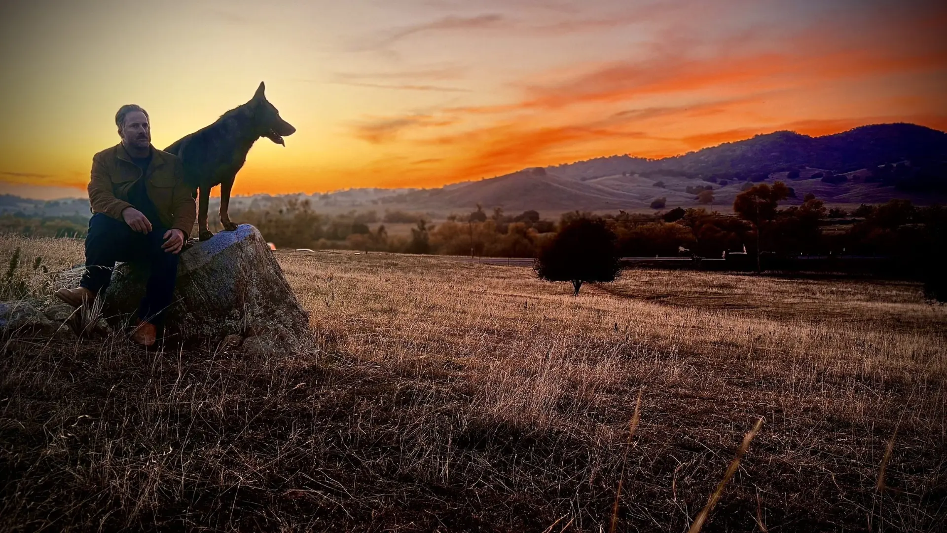 Taylor Made Working Dogs