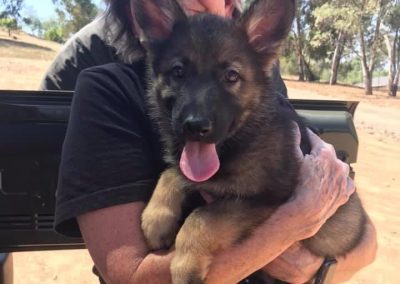 Taylor Made Working Dogs IMG 0292