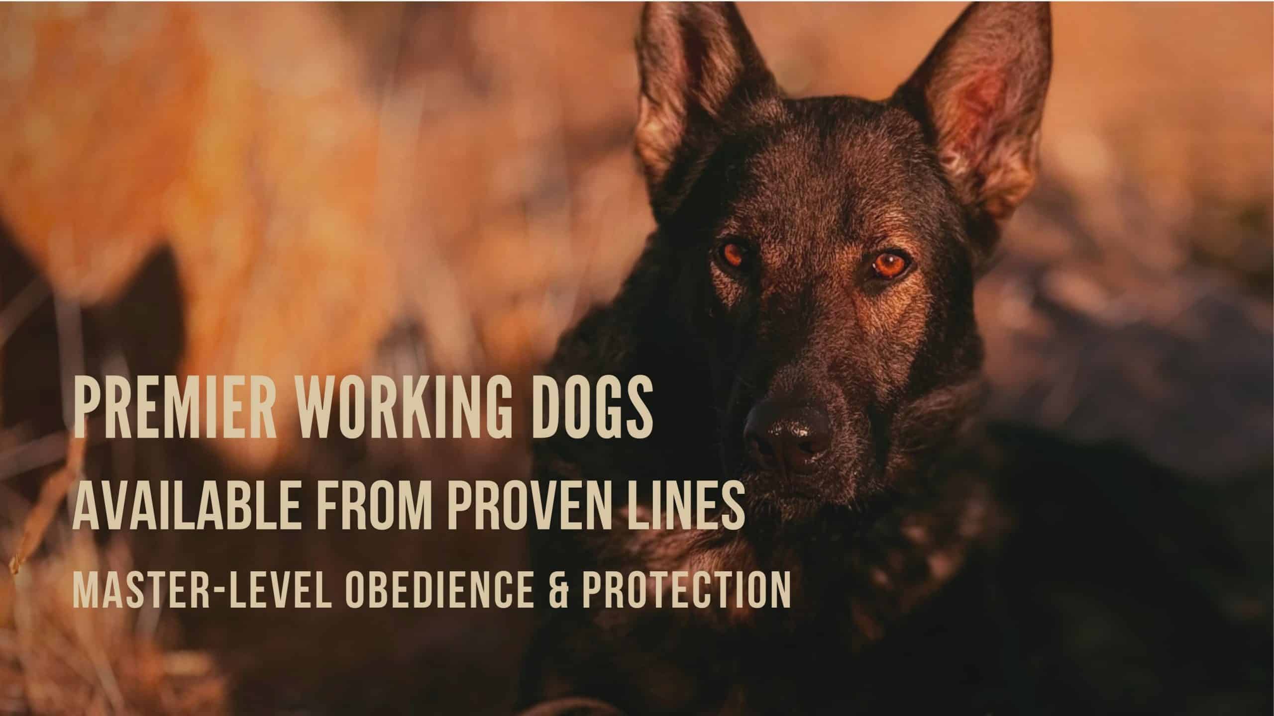 Available Premier German Shepherd Protection Dogs