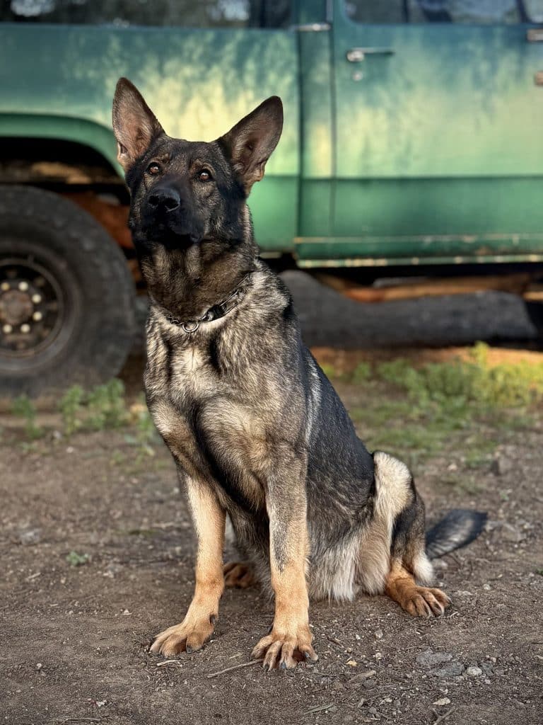 Glow Kateko protection dog