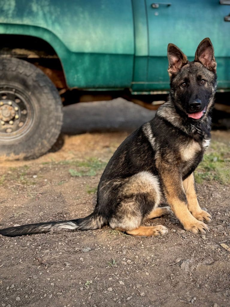 Knox van de Heuvel protection dog