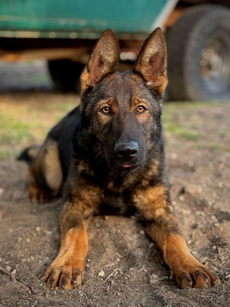 Steve Von Taylorhof protection dog