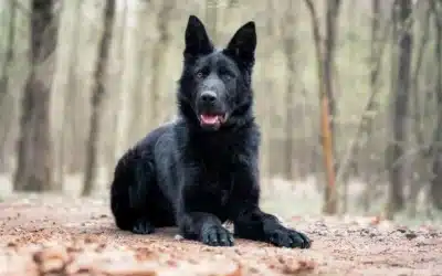 Yukon von Pentavita