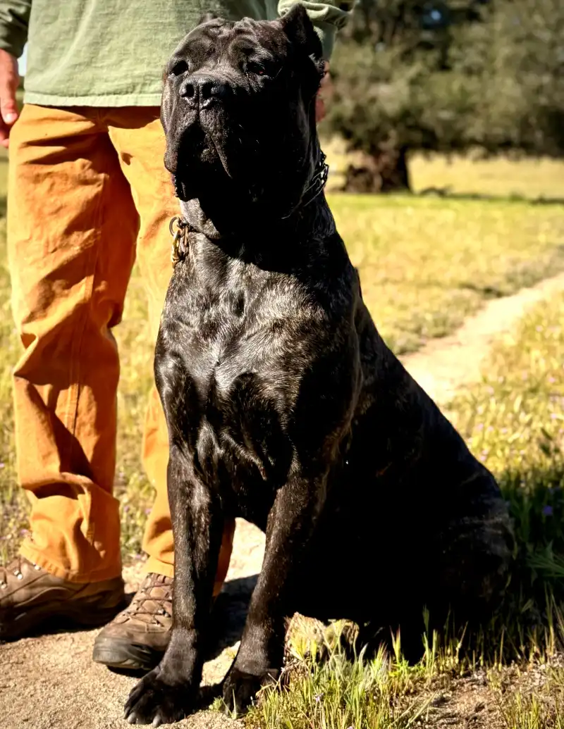 Taylor Made Working Dogs cane corso 2