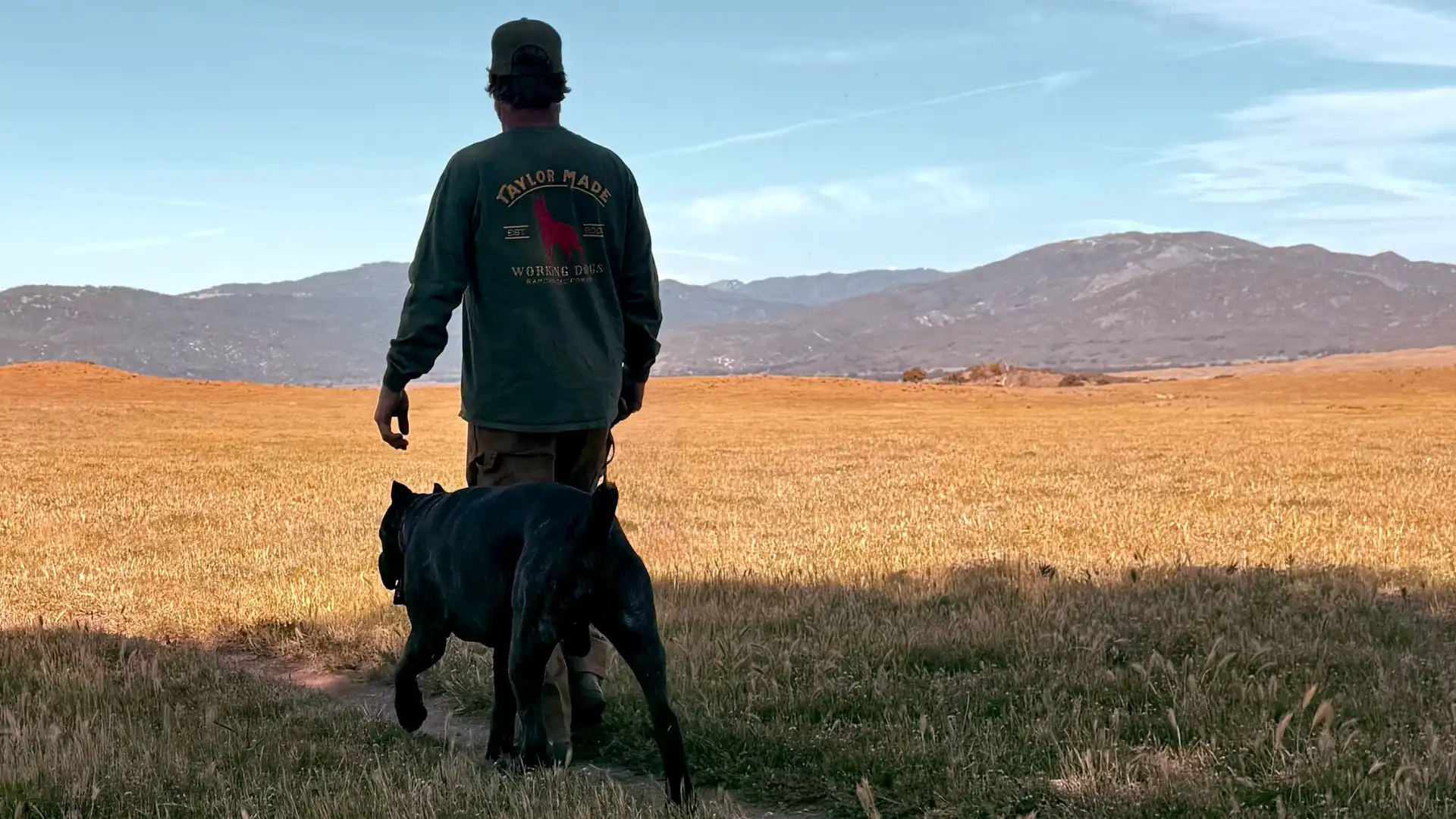 cane corso board and train in san diego