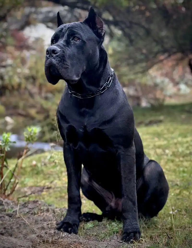 cane corso Taylor Made Working Dogs cane corso