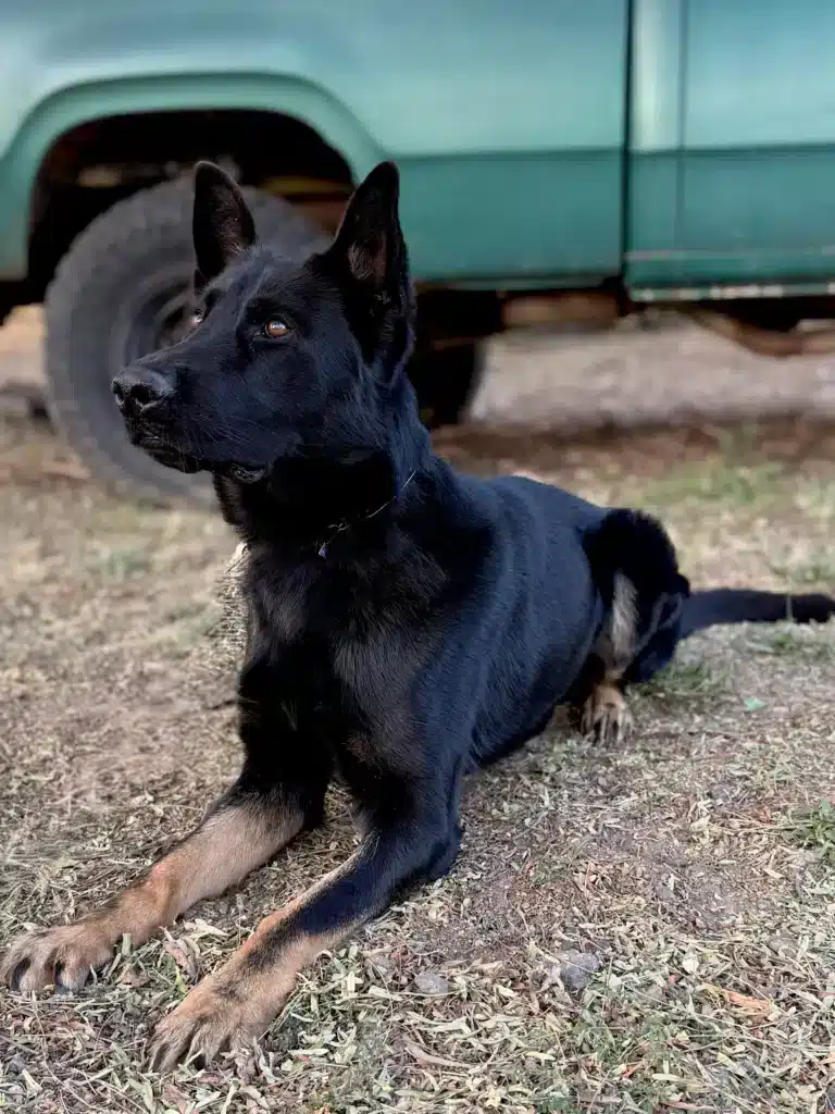 Merlin zu Treuen Handen protection dog