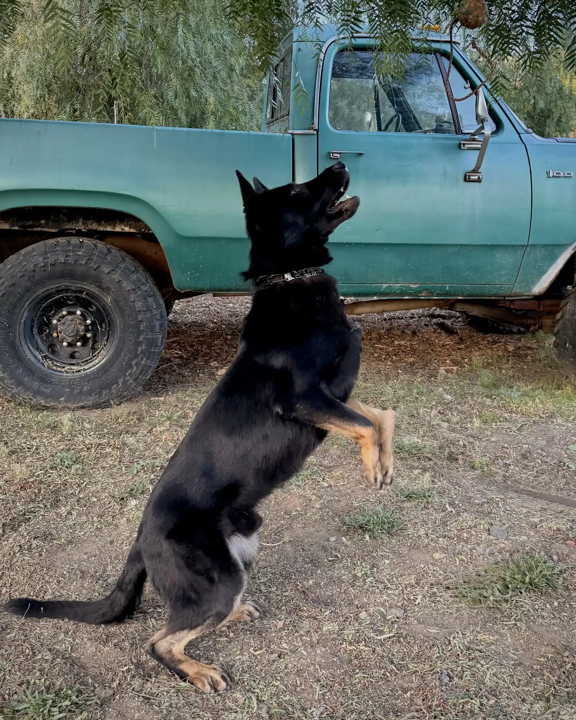 IMG_4322 Taylor Made Working Dogs IMG 4322 scaled