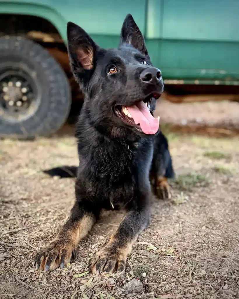 Uncas Durnitor protection dog
