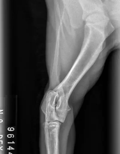 Rubble X-rays
