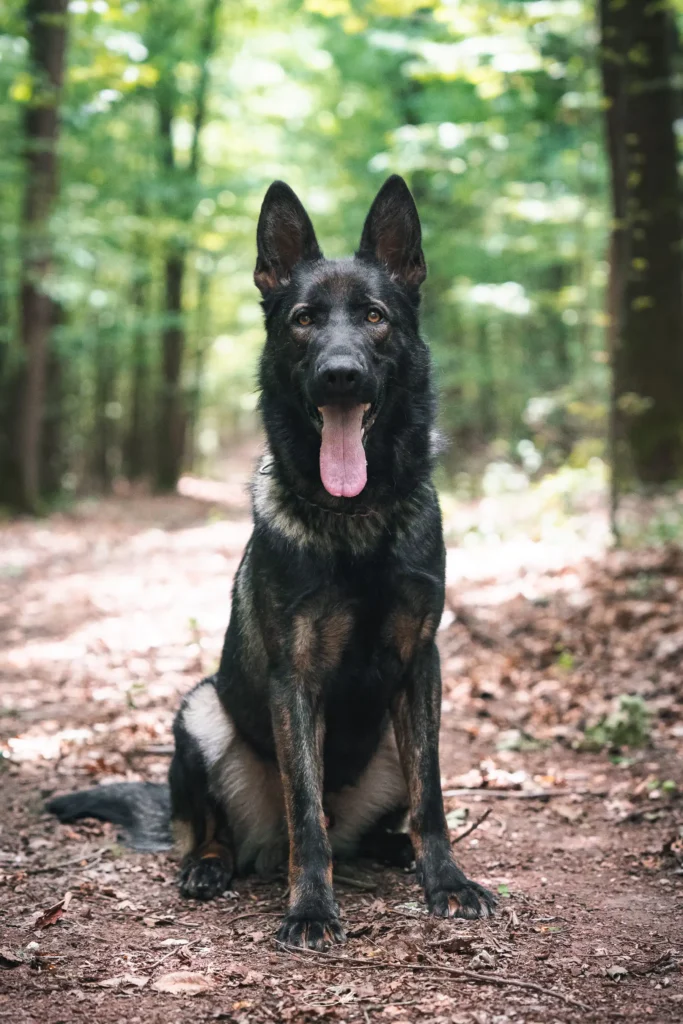 Erik Rafale Bohemia Dewasten protection dog