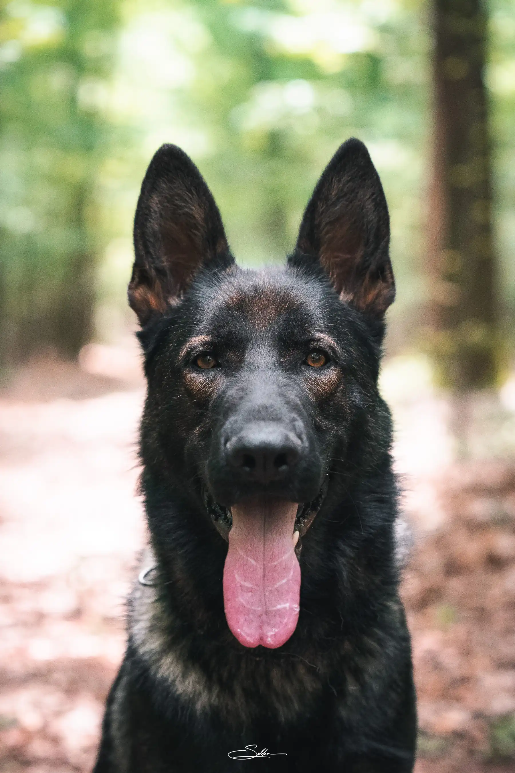 DSC03001 Erik Rafale Bohemia Dewasten, a sable Czech working-line German Shepherd protection dog, sitting alert at Taylor Made Working Dogs