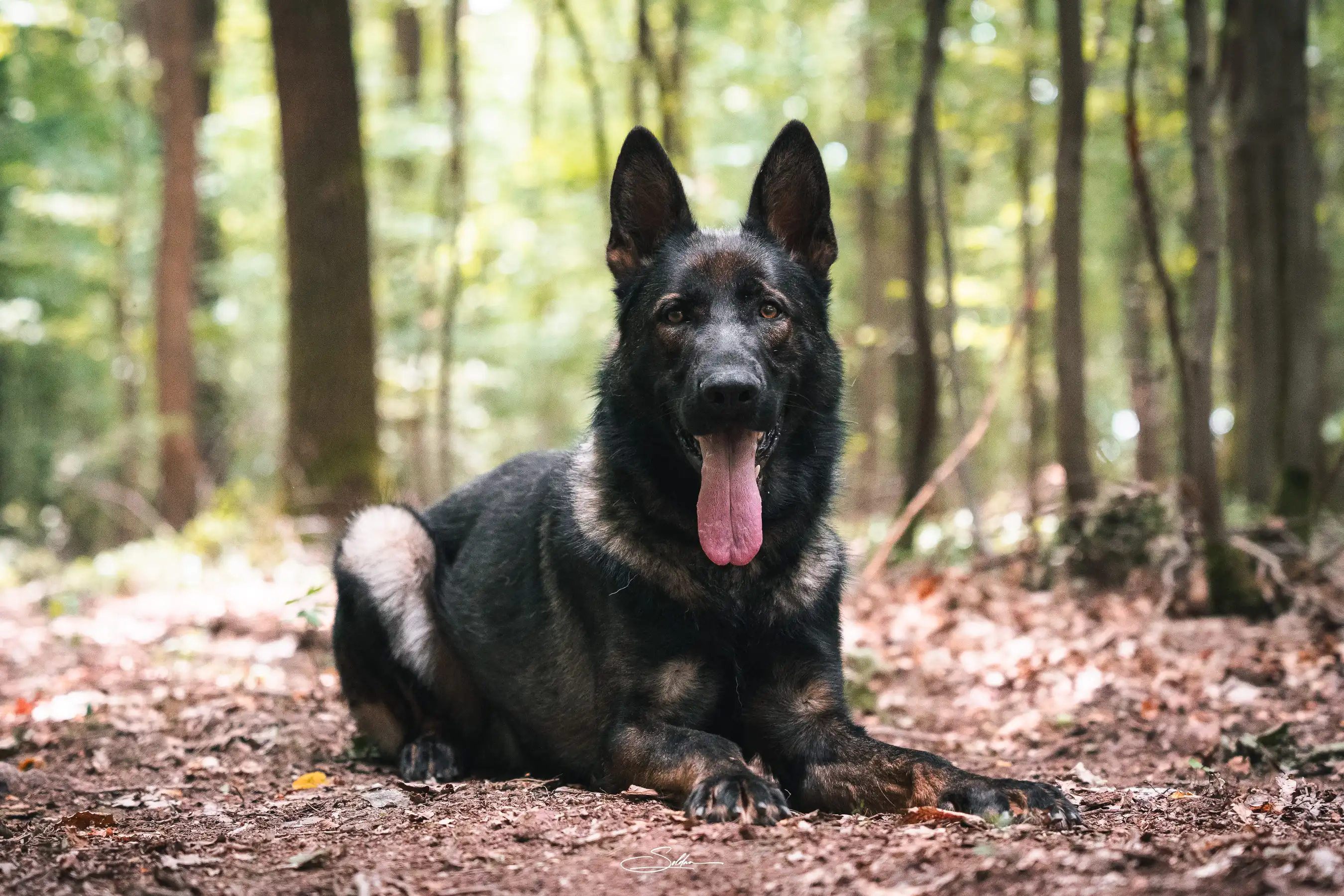DSC03011 Erik Rafale Bohemia Dewasten, a sable Czech working-line German Shepherd protection dog, sitting alert at Taylor Made Working Dogs