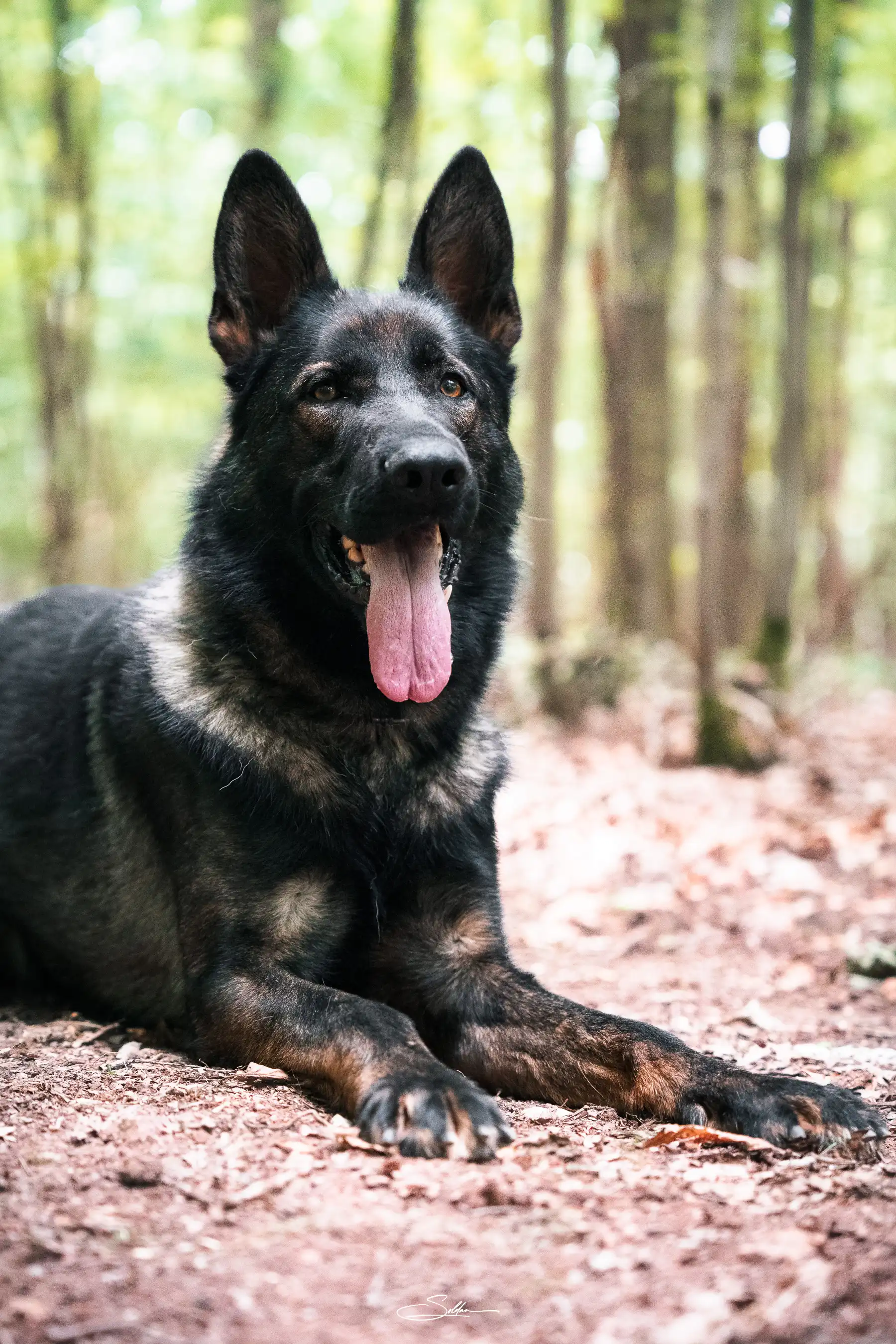 DSC03018 Erik Rafale Bohemia Dewasten, a sable Czech working-line German Shepherd protection dog, sitting alert at Taylor Made Working Dogs