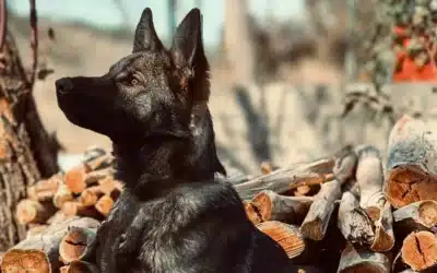Blog 1 Military Dog vs. Police K9 vs. Personal Protection Dog: What’s the Difference?