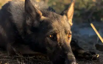 Blog 1 The Four Drives in a Working Dog: Prey, Food, Pack & Defense