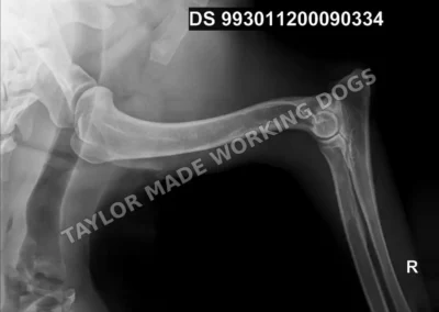 Hip and elbow radiograph of Erik Rafale Bohemia Dewasten, an HD-A German Shepherd protection dog