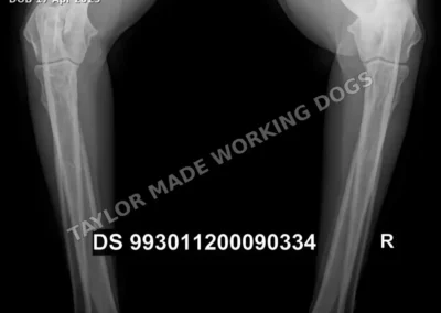 Hip and elbow radiograph of Erik Rafale Bohemia Dewasten, an HD-A German Shepherd protection dog