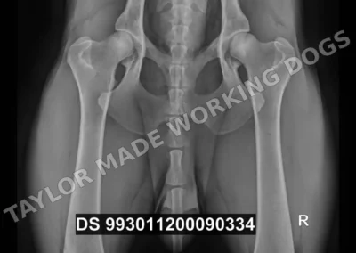 Hip and elbow radiograph of Erik Rafale Bohemia Dewasten, an HD-A German Shepherd protection dog