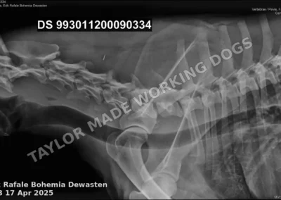 Hip and elbow radiograph of Erik Rafale Bohemia Dewasten, an HD-A German Shepherd protection dog