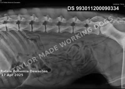 Hip and elbow radiograph of Erik Rafale Bohemia Dewasten, an HD-A German Shepherd protection dog