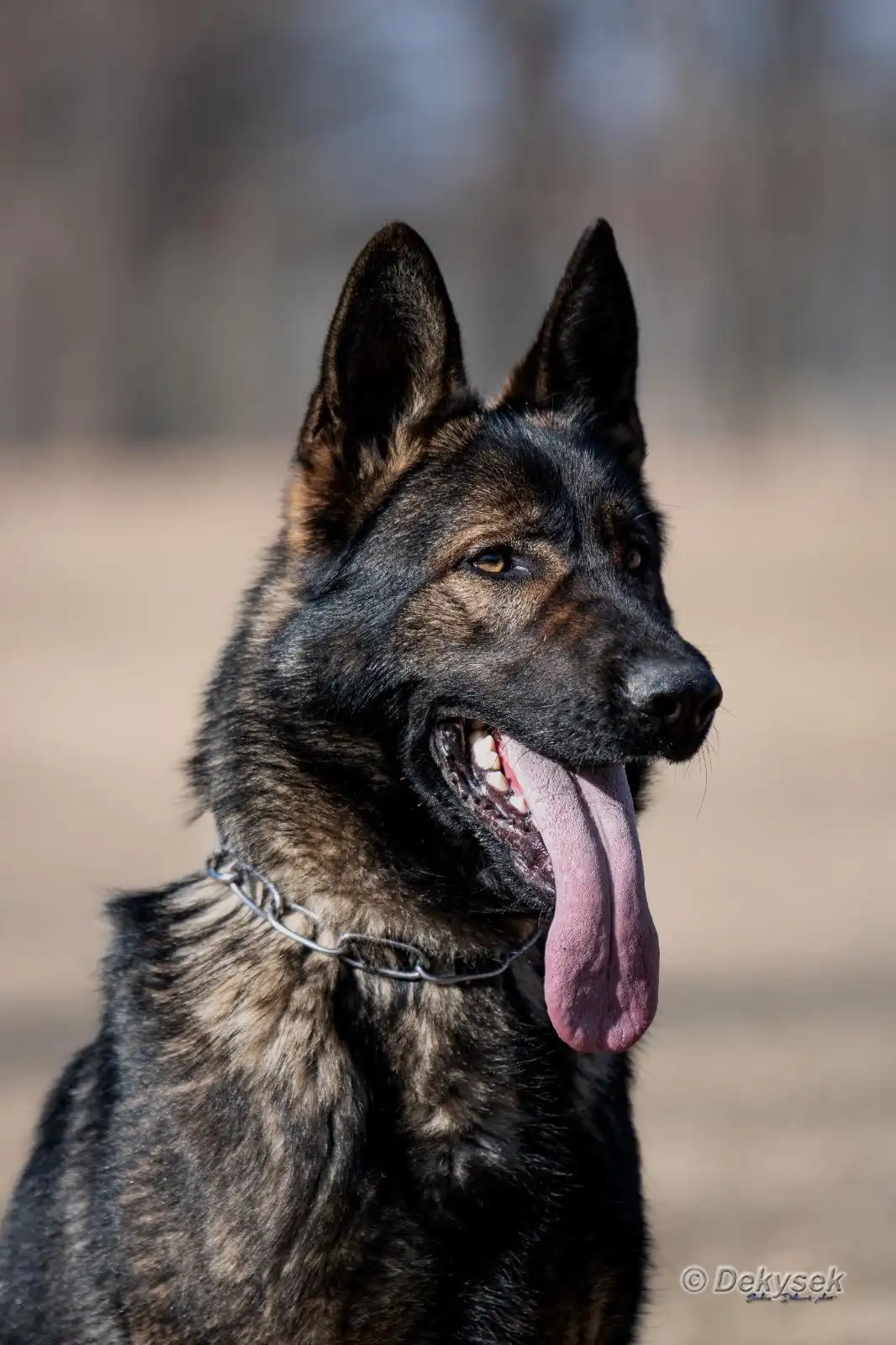PHOTO-2026-05-27-15-38-52 (1) Taylor Made Working Dogs PHOTO 2026 05 27 15 38 52 1
