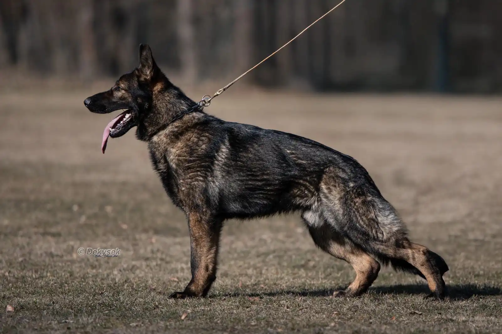PHOTO-2026-05-27-15-38-52 (2) Taylor Made Working Dogs PHOTO 2026 05 27 15 38 52 2
