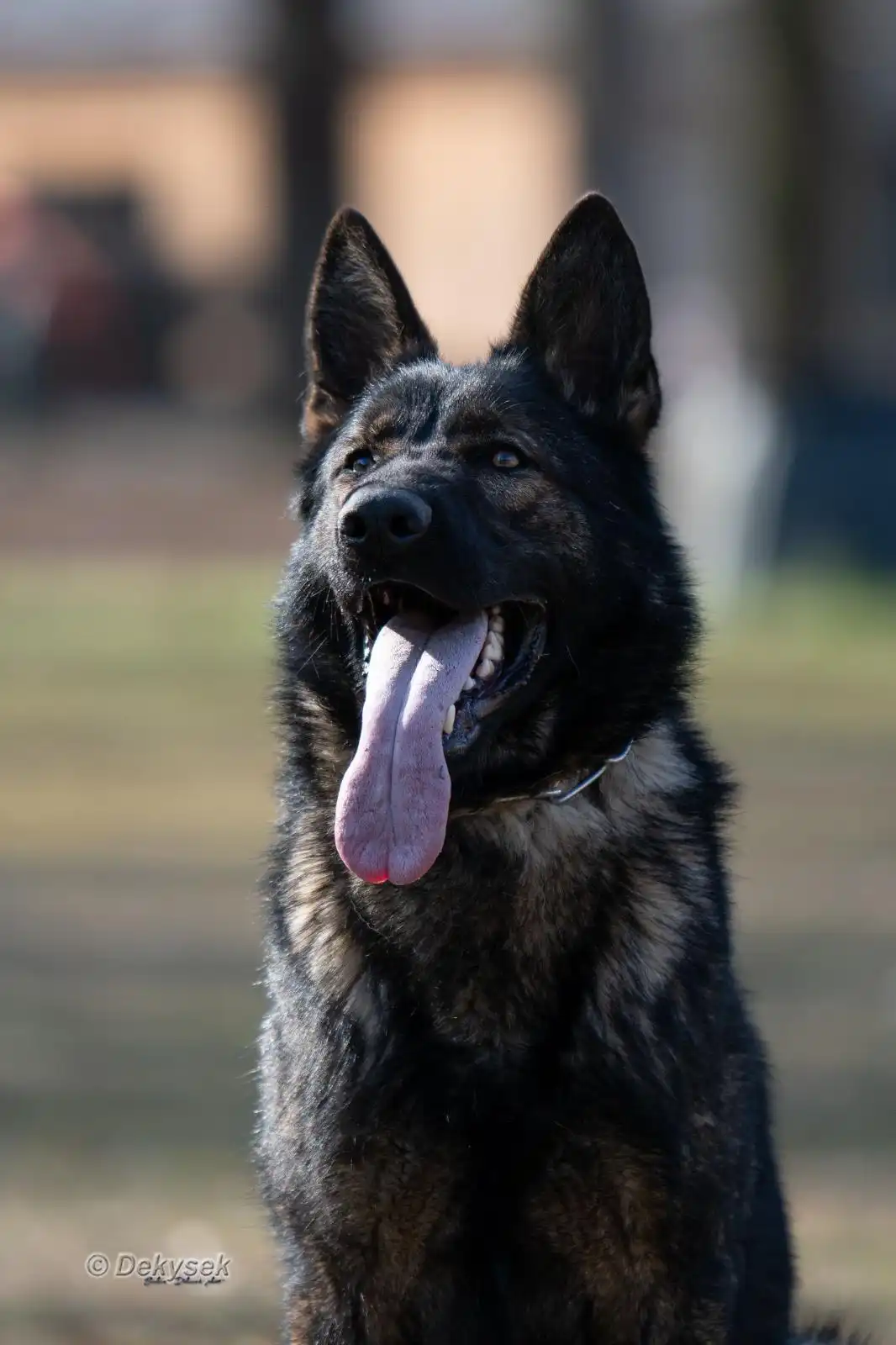 PHOTO-2026-05-27-15-38-52 (3) Taylor Made Working Dogs PHOTO 2026 05 27 15 38 52 3